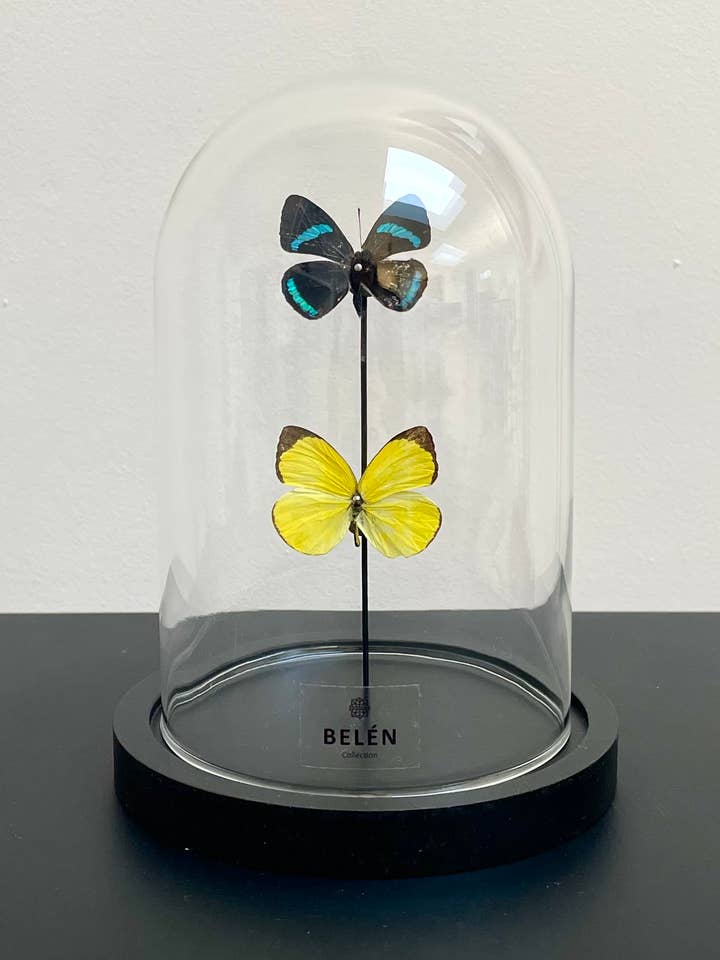 Small bell 2 butterflies Eurema Hecabe and Diaethria Clymena for wholesale by Belén Collection