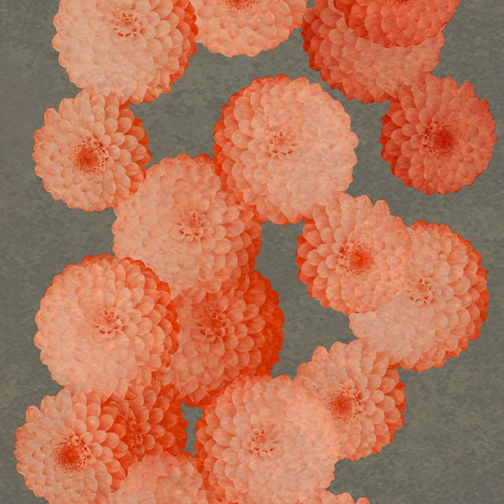 Daria Petrilli - Wholesale Wallpaper - SMALL PINK DAHLIA ON ASH SKY WALLPAPER1