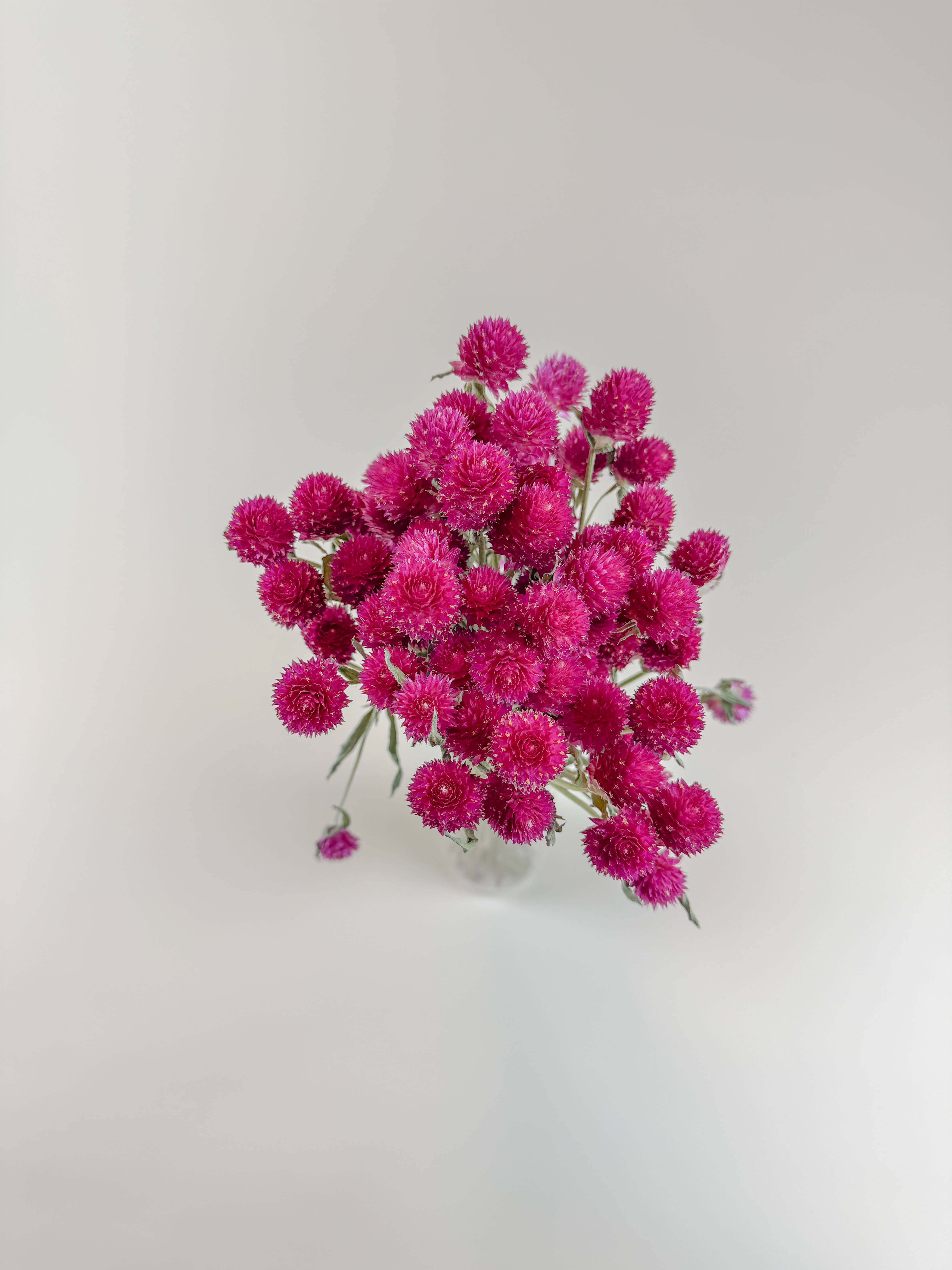 Lovejoy Farms Premium Dried Flowers - Wholesale Dried/Pressed Flowers - Hot Pink Globe Amaranth – Naturally Dried Flowers3