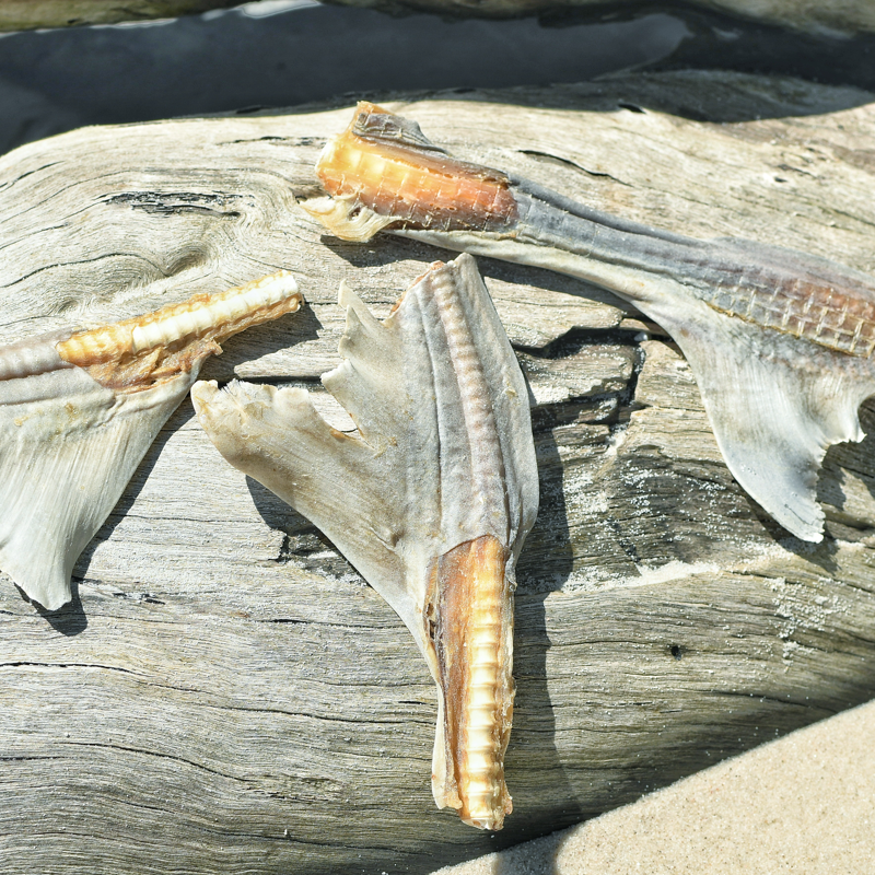 Rover Pet Products - Wholesale Pet Treats - Dog - Blade Runner - Shark Blade4