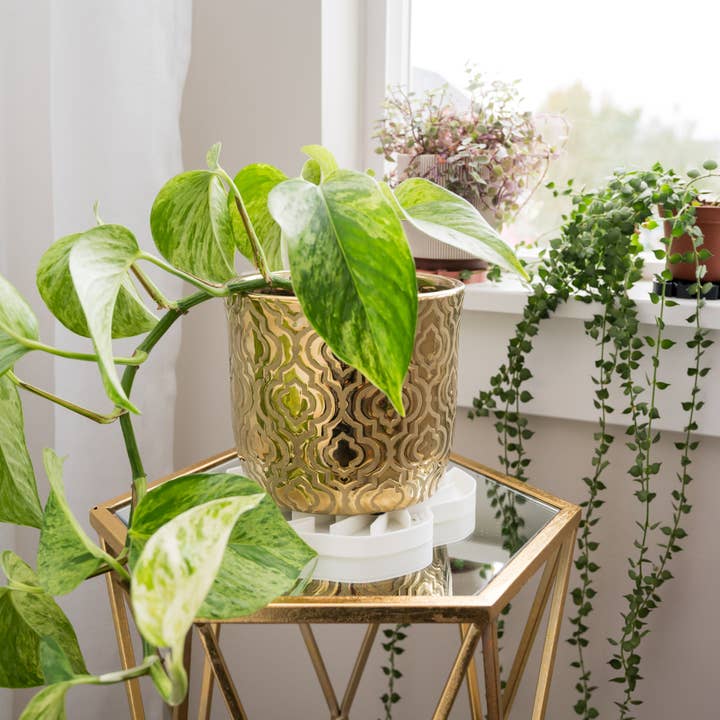 Treleaf - Wholesale Plant Pot - Tera Sausr - Monstera Leaf-shaped Pot Saucer - Humidity Tray9