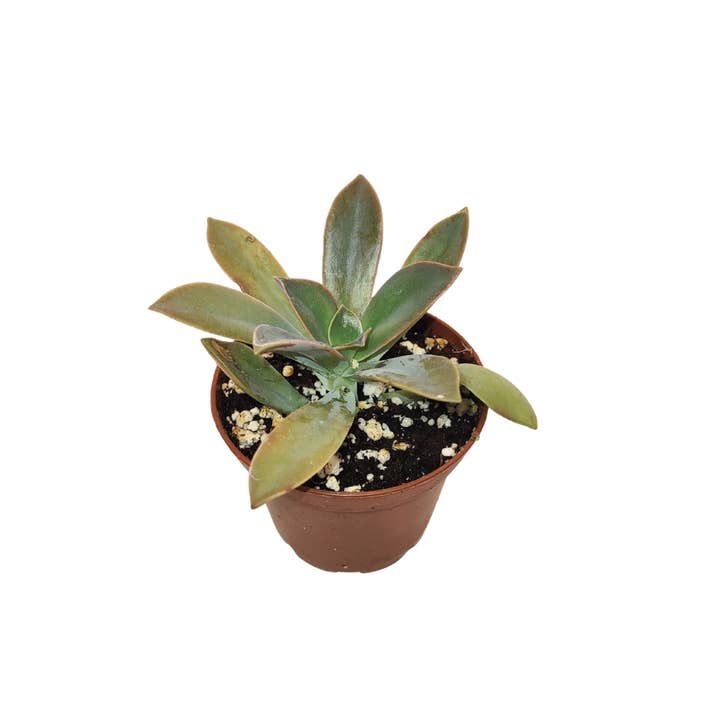 Cactus en ligne – wholesale Succulent – 2.5" Succulent6
