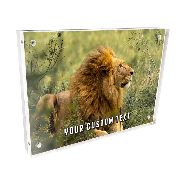 Quadro Magnético Acrílico - Zoo Lion por atacado de Morris Magnets