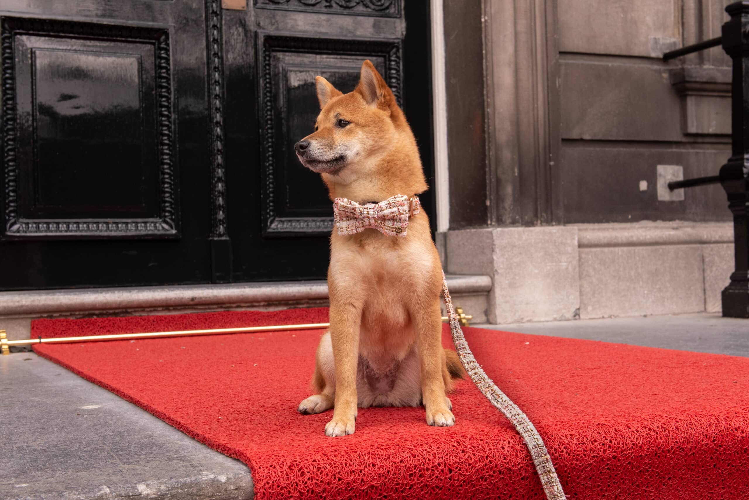 Floofs and Cookies - Wholesale Pet Collar - Cat/Dog - Lima collar1