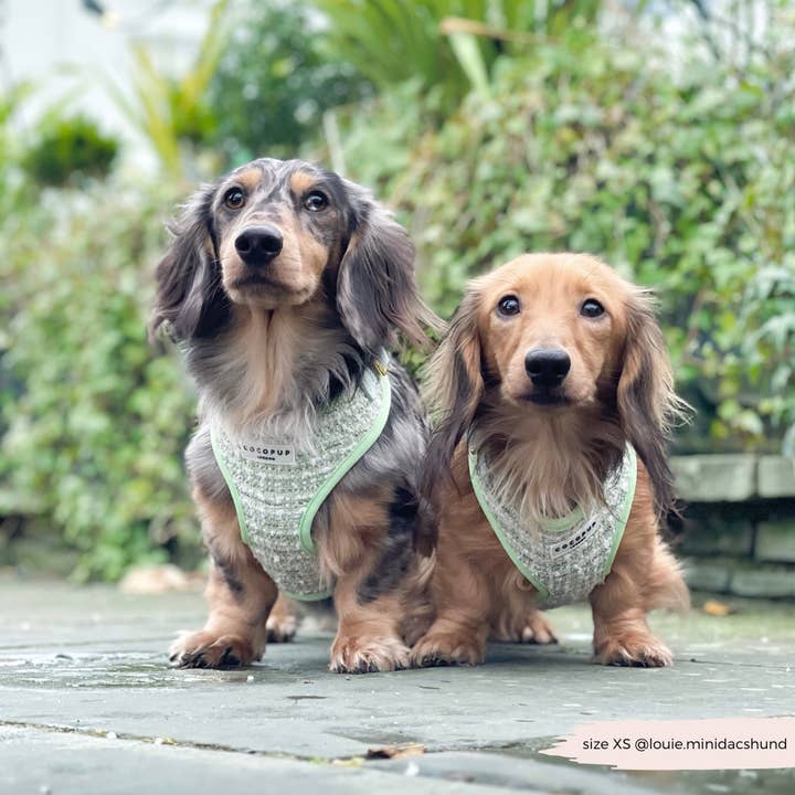 Cocopup London – wholesale Pet harness – Dog – Matcha Textured Tweed Adjustable Neck Harness25