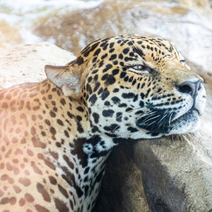 Costa Rica 6 pour la vente par Autumn Carolynn Photography