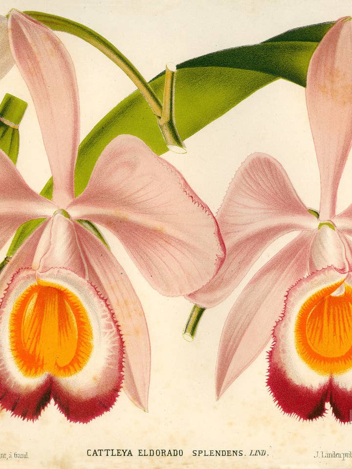 Cattleya Eldorado Splendens por atacado de Print Collection