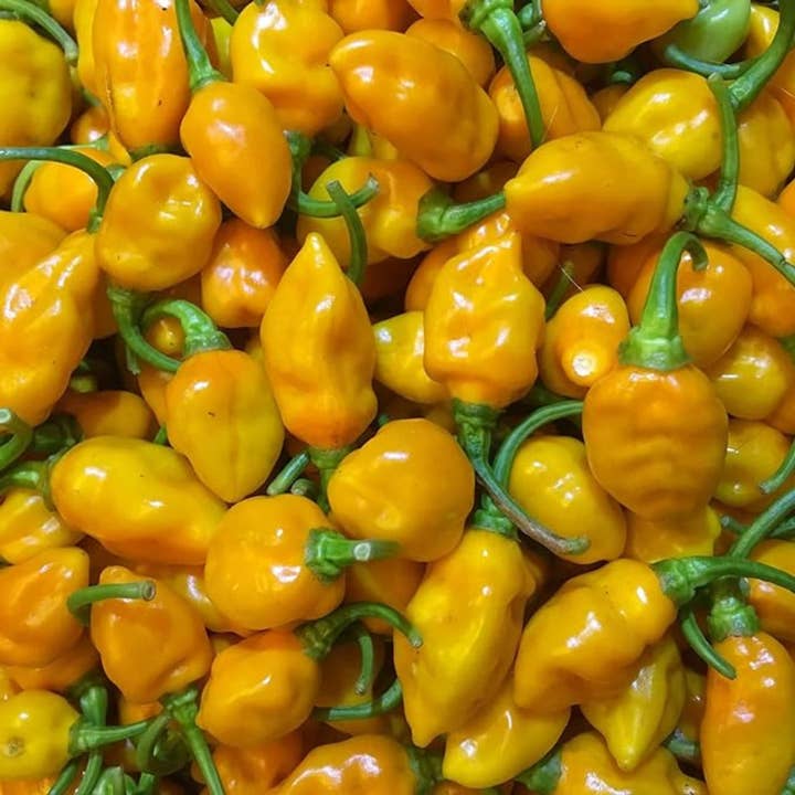 Captain Crazy’s Nuts and Fine Snacks - Wholesale Nuts - ROASTED CASHEWS Matanzas St Augustine Datil Pepper | Hot Nut