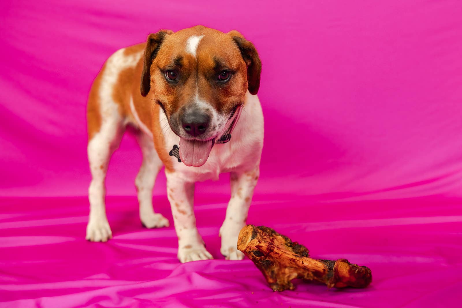 Jones Natural Chews - Wholesale Pet Bone/Rawhide - Dog - Beef L Bones Bulk1