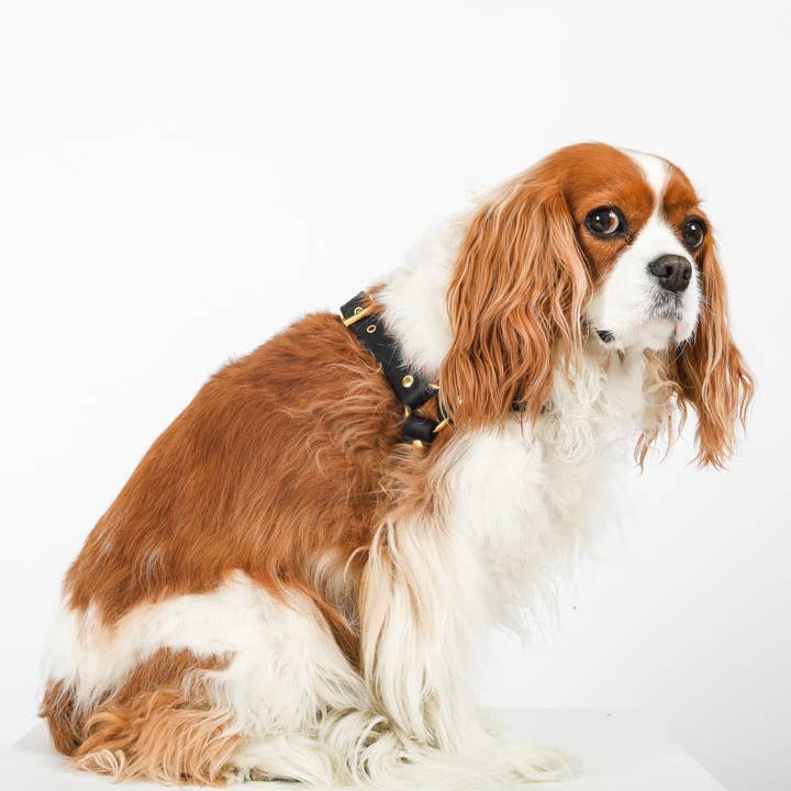 Cavology - Vendita all'ingrosso Pettorina - Cani - PETTORINA PER CANI STEP IN LUXE NERA E ORO