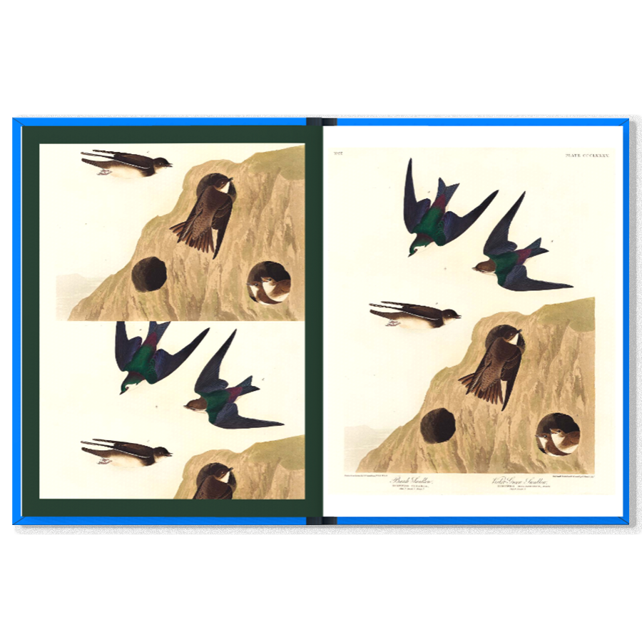 K.Co Press - Wholesale Book - Adult - COMING SOON | Birds5