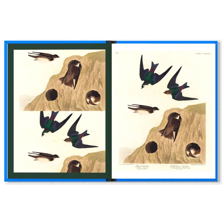 K.Co Press - Wholesale Book - Adult - COMING SOON | Birds5