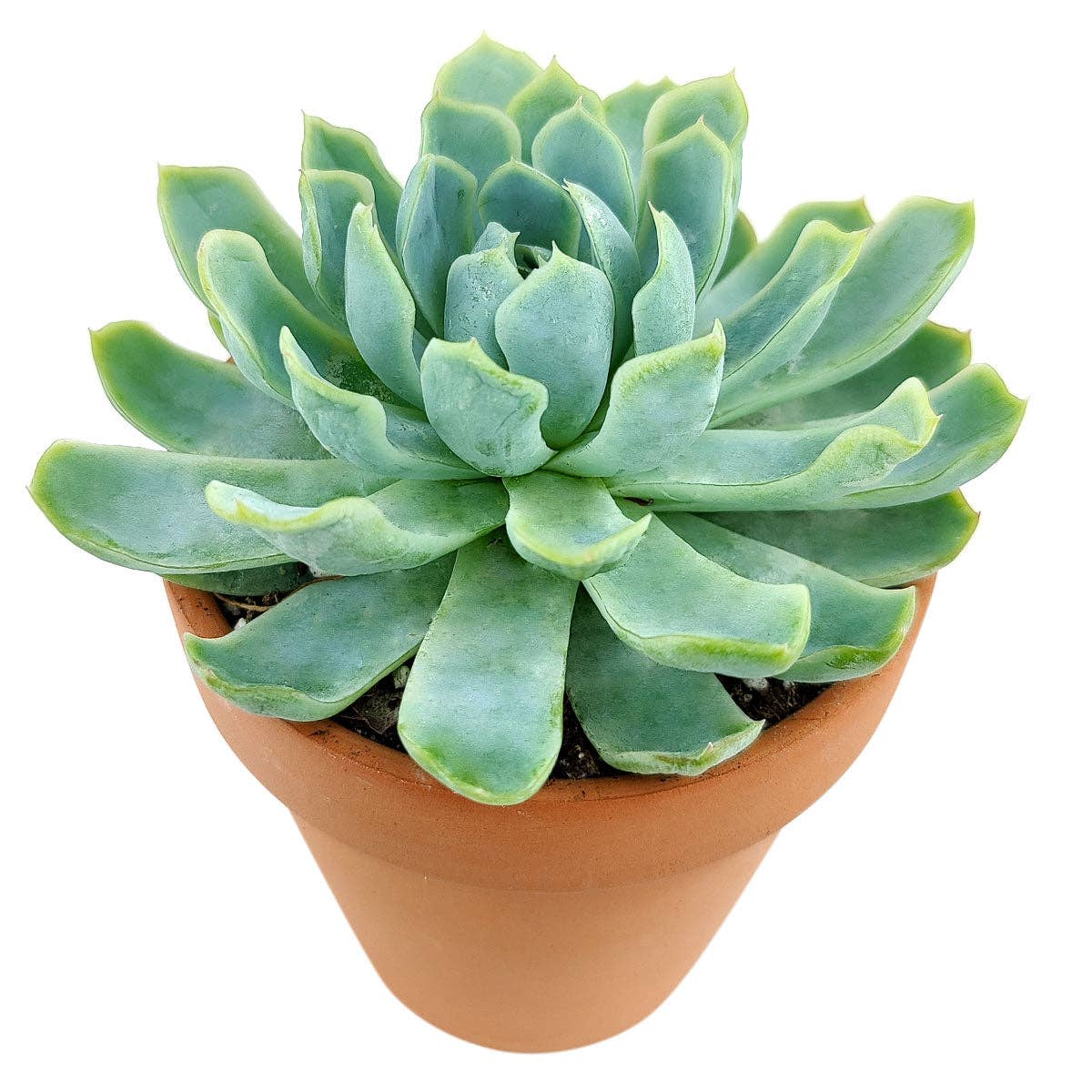 Best Plant Friend - Vente Succulentes - Echeveria Elegans Boule de Neige Mexicaine - Plantes Succulentes 2/4 pouces3