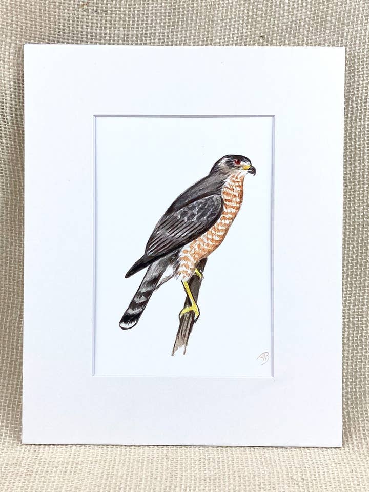 Falcão Cooper Matted Print, Arquivo, Arte das Aves por atacado de Streetlightbirds