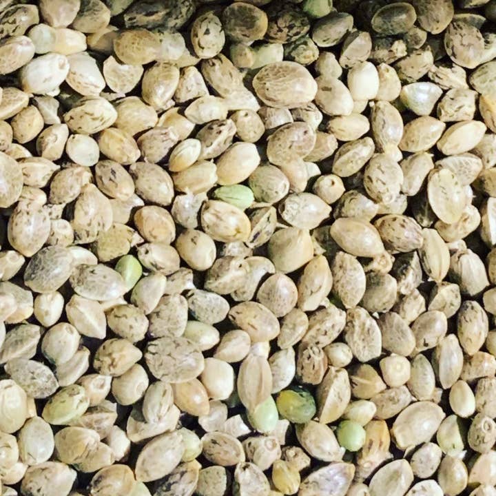 Ripkitty Premium Graines de Chanvre Entières Biologiques Viables Crues pour la vente par Rocky Writer Shop