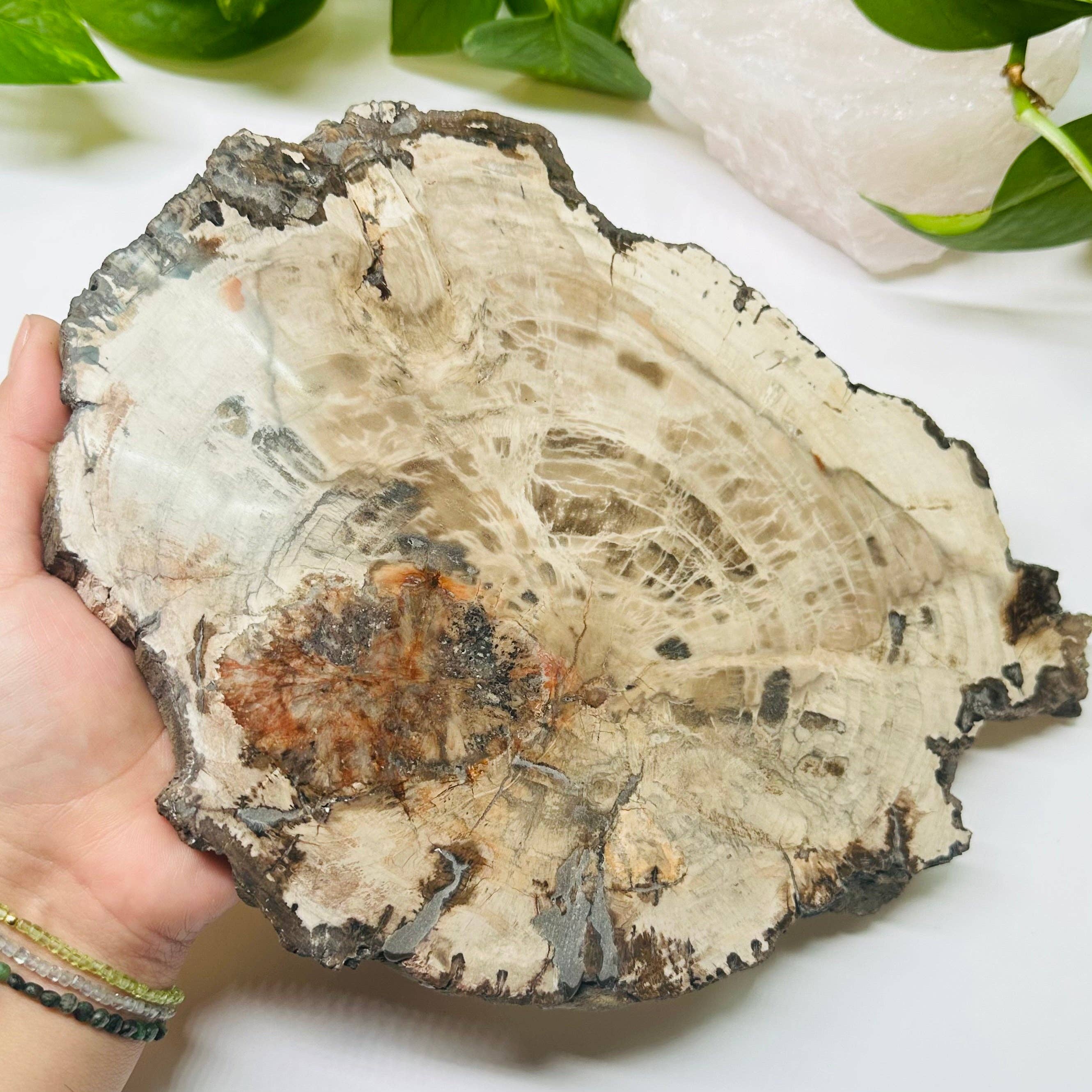 Rock Paradise - Wholesale Spiritual Stone/Crystal - Petrified Wood Slabs13