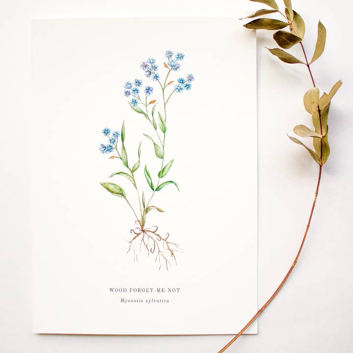 Wood nomeolvides para venta al por mayor de Laura Jade