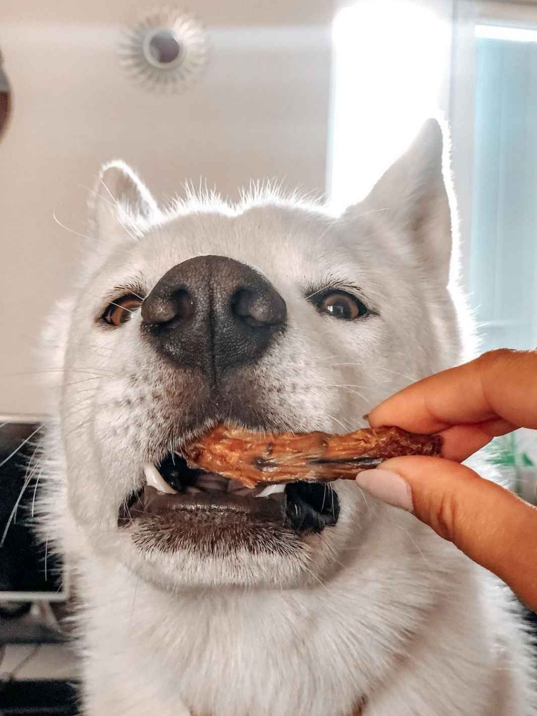 Truffe Délice - Wholesale Pet Treats - Dog - Chicken necks1