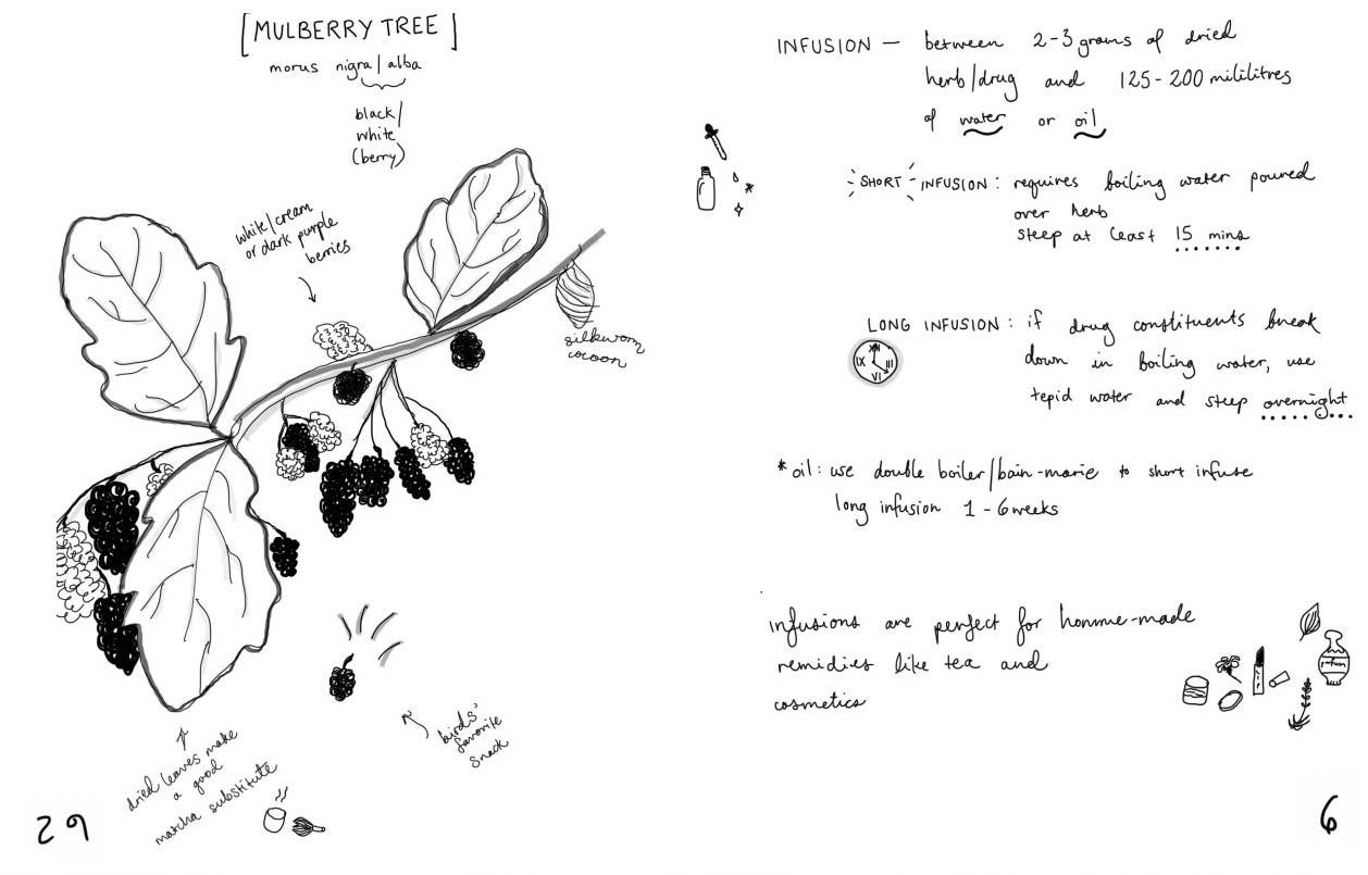 Microcosm Publishing & Distribution - Wholesale Nature & Outdoors - Herbs & Plants for Food & Medicine: Field Kitchen Guide Zine6