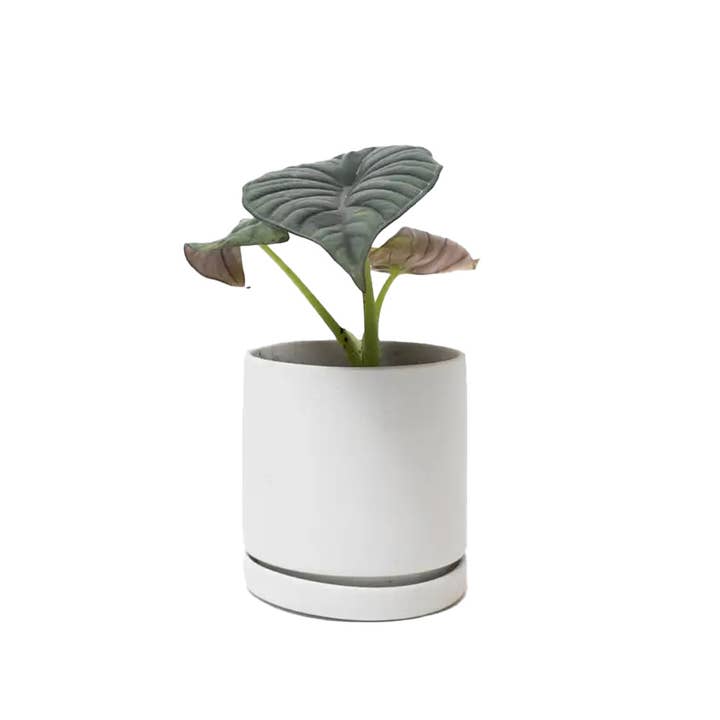 Chive - Vente Pot - Pots de jardinière Dojo avec drainage, pots de 3 pouces27