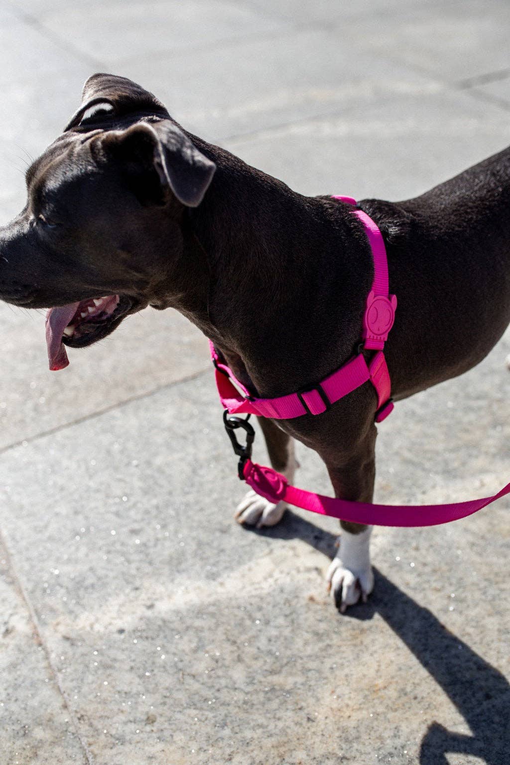 Hundog - Official zee.dog distributor - Wholesale Pet Harness - Dog - Soft Walk Pink Led Harness3