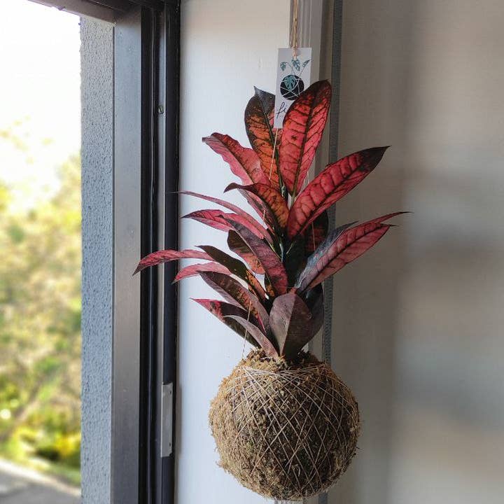 Fios Jardins Suspensos - Wholesale Live Plant - Codiaeum 'Croton' Petra1