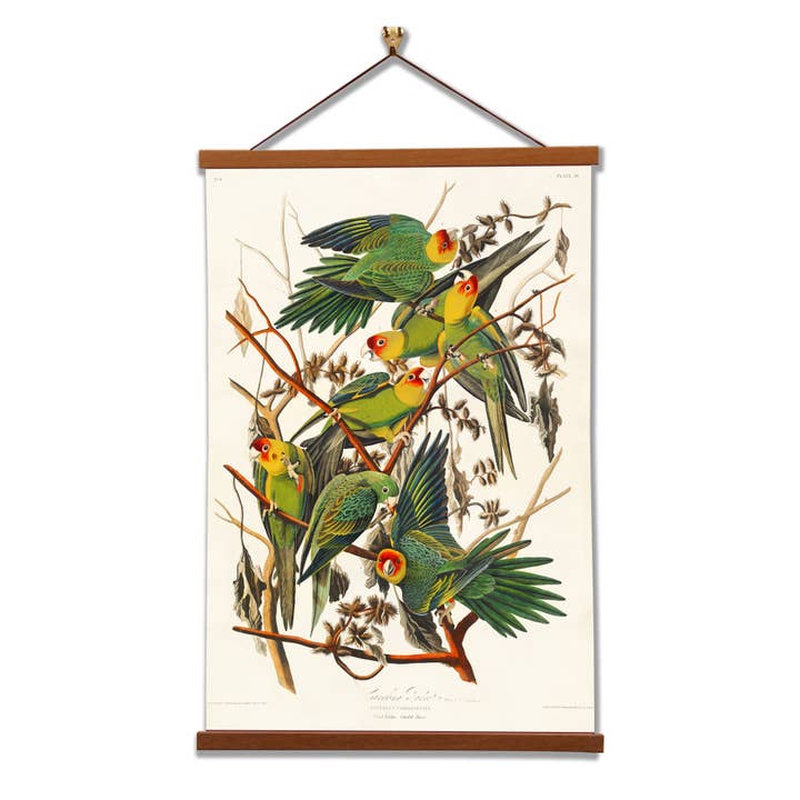Carolina Parrot - John James Audubon - Framed Wall Art for wholesale by Vintage Banners