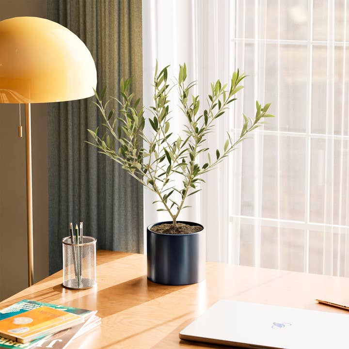 Lively Root - Wholesale Live Plant - Indoor Olive Tree6