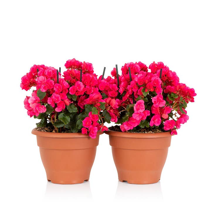 The Little Botanical – wholesale Live plant – British Grown Betulia - Bright Pink