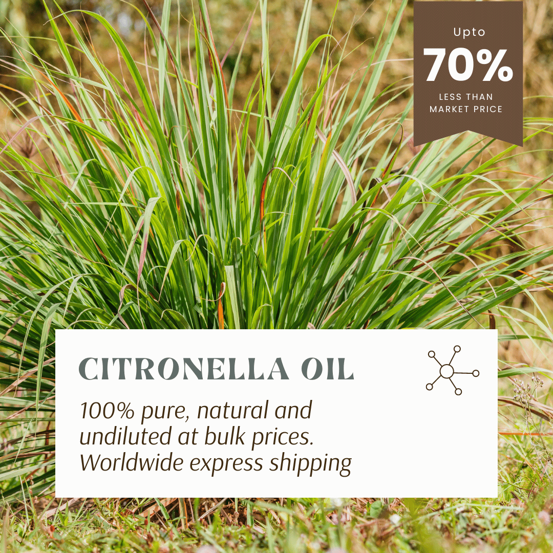 Aromachology - Wholesale Essential Oil - 100% Pure Citronella Essential Oil6