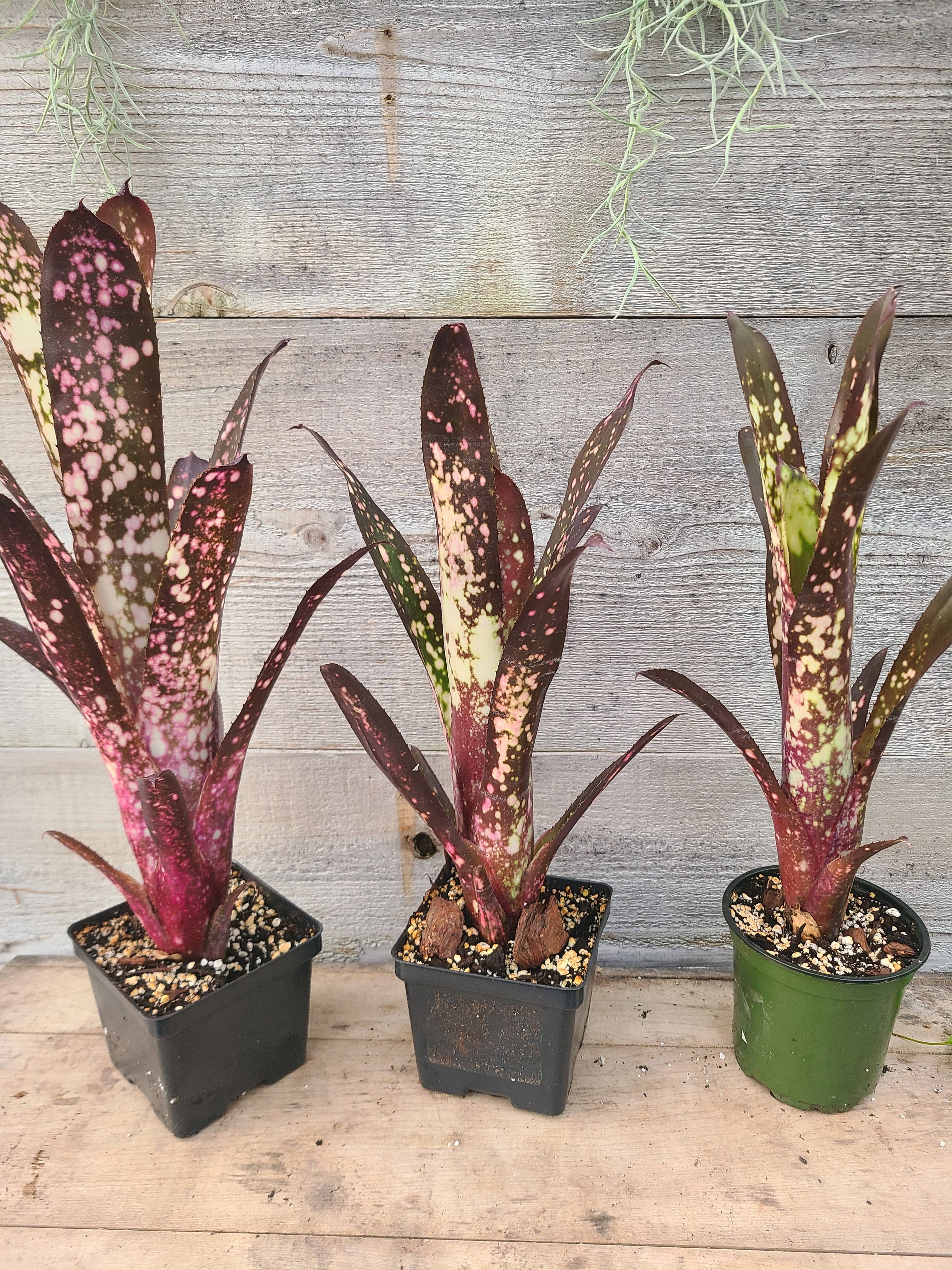Buzz + Thrive Gardens - Wholesale Live Plant - Billbergia 'Hallelujah'3