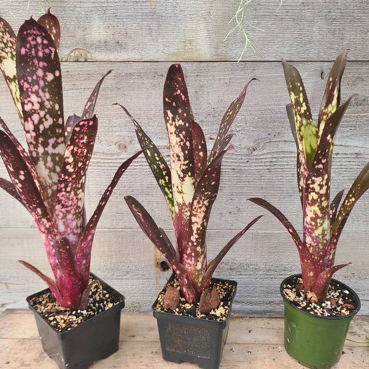Buzz + Thrive Gardens - Wholesale Live Plant - Billbergia 'Hallelujah'3