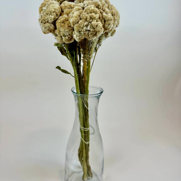 Lovejoy Farms Premium Dried Flowers - Vendita all'ingrosso Fiori secchi/pressati - Coxcomb (Celosia) - Palamino
