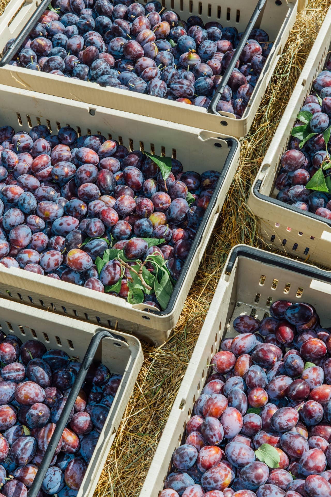 Girl Meets Dirt - Vente Conserve de fruits - Préserve de coupe de prune italienne 4.5oz6