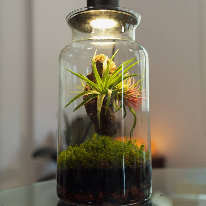 BOREEN Shop - Wholesale Terrarium - Terrarium with air plants Tillandsia | Eternal Garden2