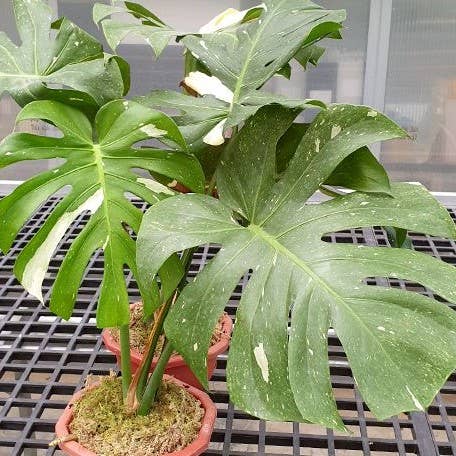 OrchidBox - Vendita all'ingrosso Piante vive - Monstera deliciosa 'Thai Constellation' variegata 2,5"2