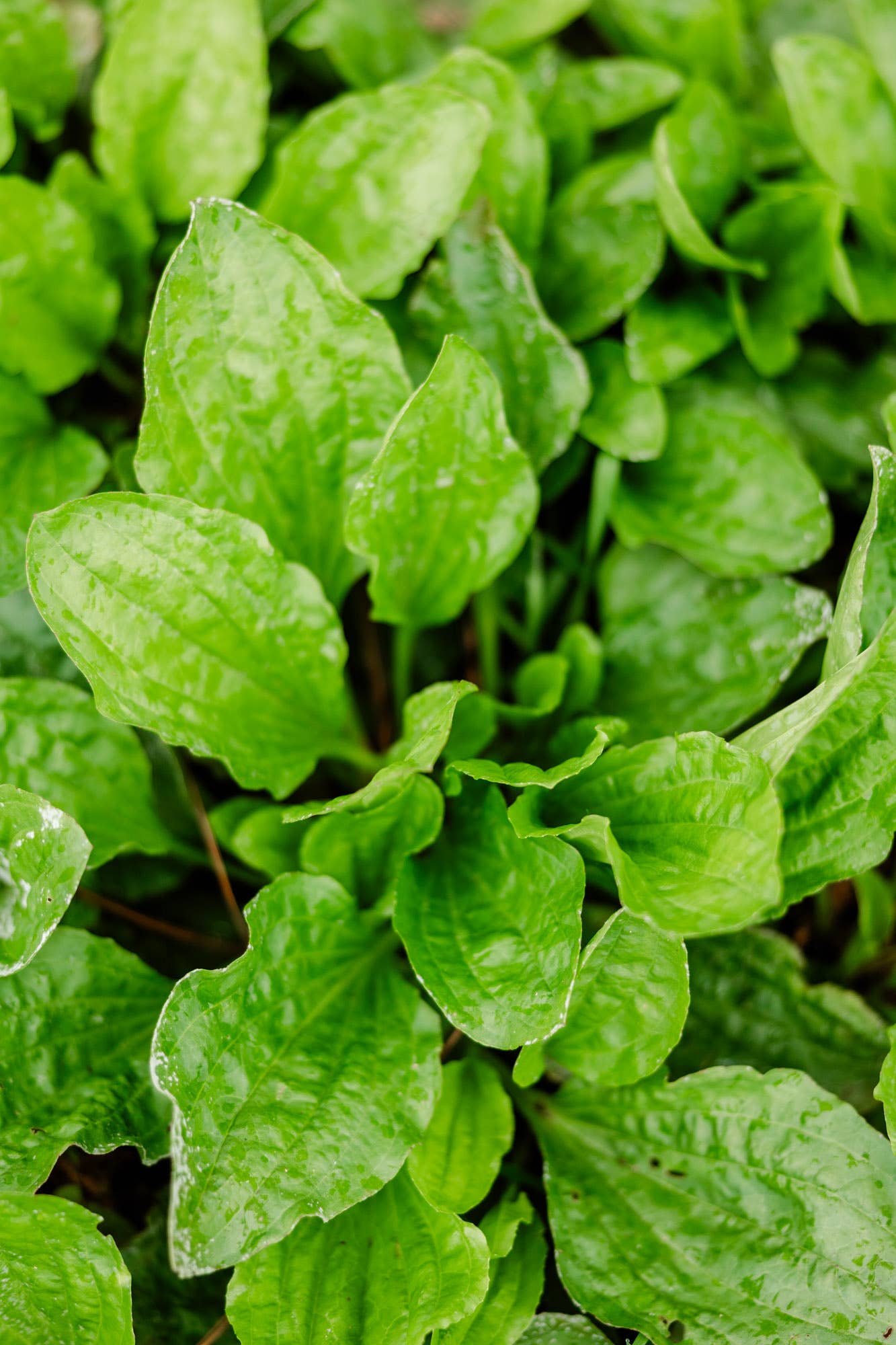 Reedwood Naturals - Wholesale Healing Salve/Balm/Cream - Plantain Salve1