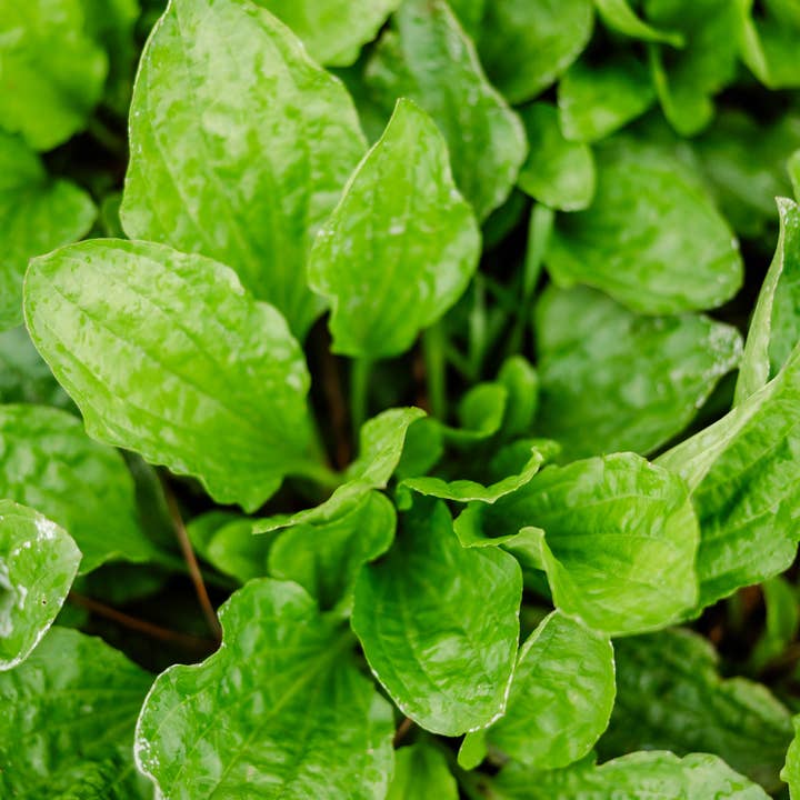 Reedwood Naturals - Wholesale Healing Salve/Balm/Cream - Plantain Salve1