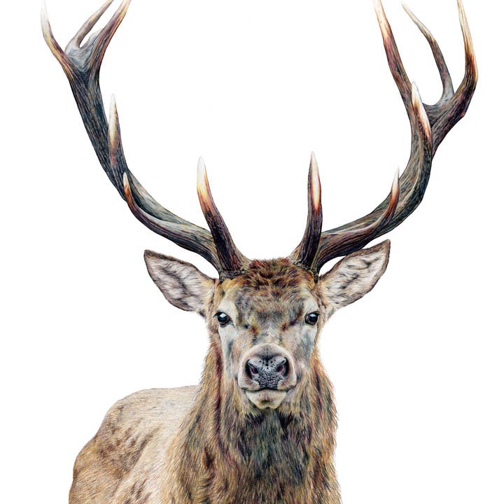 "Majestic" An Elk Colored Pencil Vertical Print for wholesale by Sara Forbush Art