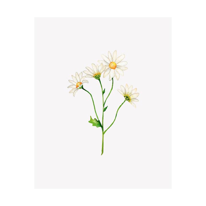 Impression giclée aquarelle florale - Marguerite pour la vente par Brake Ink Stationery