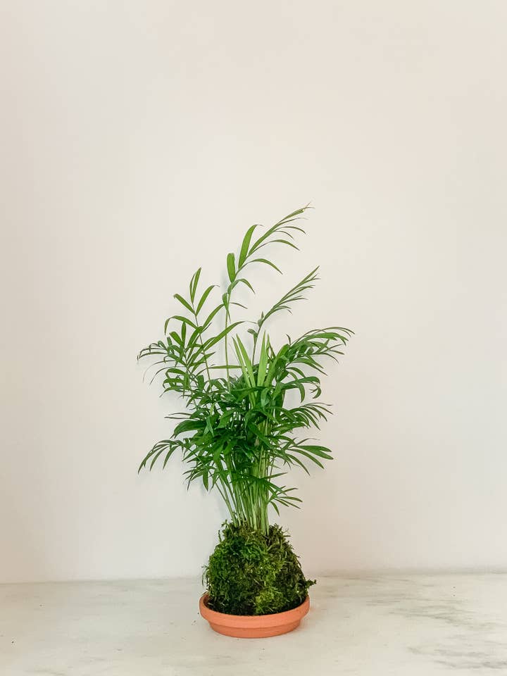 Parlor Palm Kokedama (House Plant Wrapped in Moss) for wholesale by White Stable Farms
