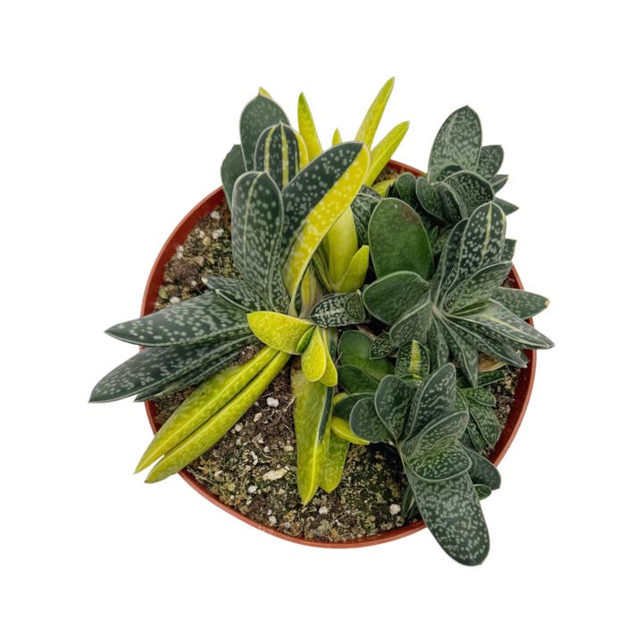 Succulent Wholesale - Wholesale Succulent - Variegated Gasteria | 6 inch | Gasteria Verrucosa Variegata