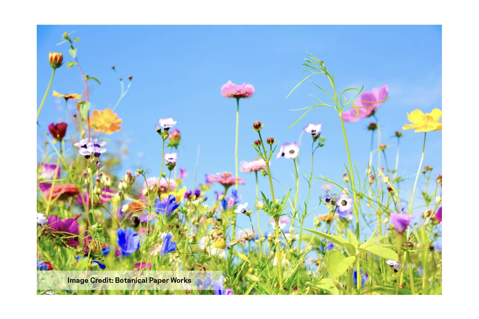 Studio 82° - Wholesale Plant Seeds - Wildflower Seed Drops - Rainbow9