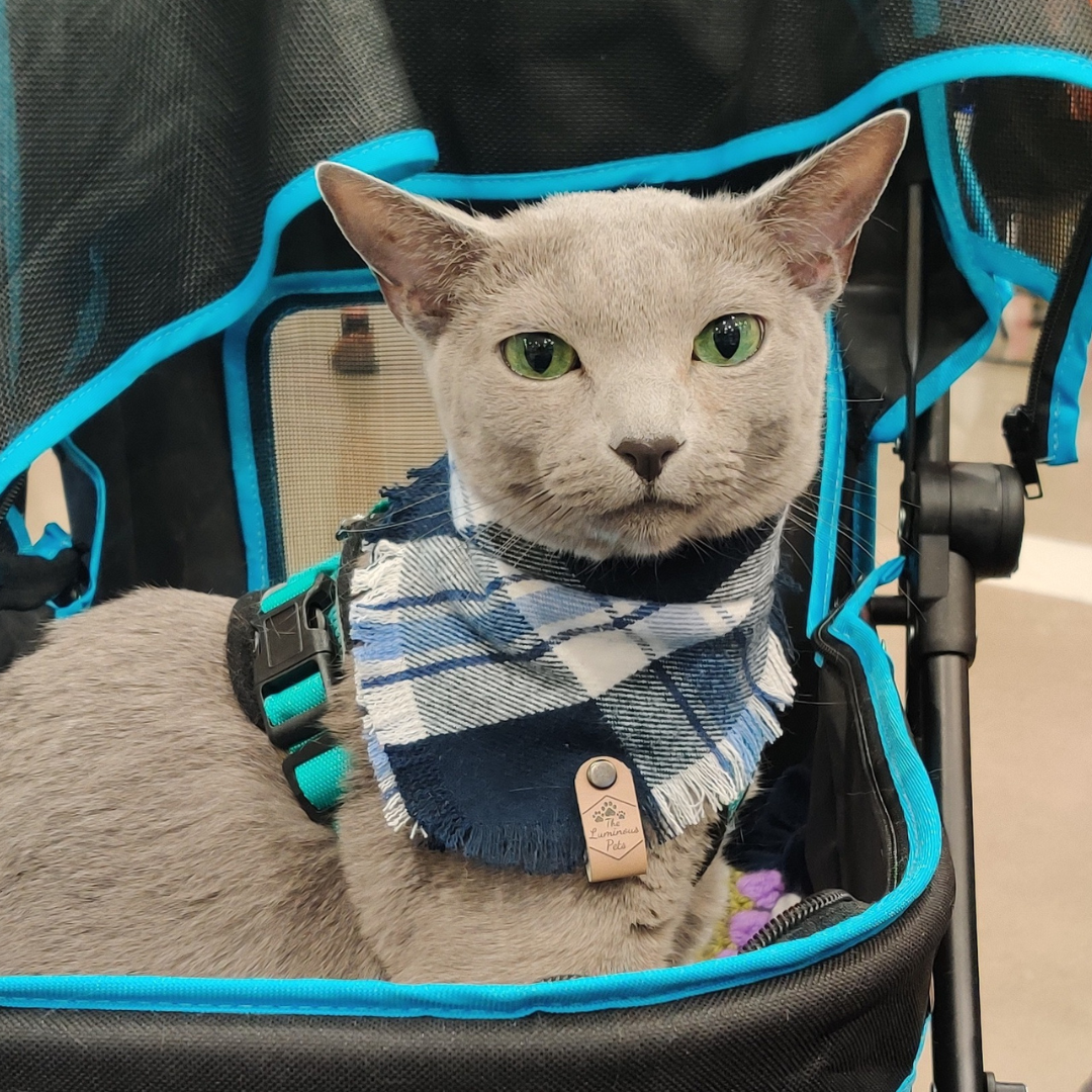 The Luminous Pets - Wholesale Pet Bandana - Dog - Blue/White Plaid Bandana | Cat& Dog Bandana | Adjustable6