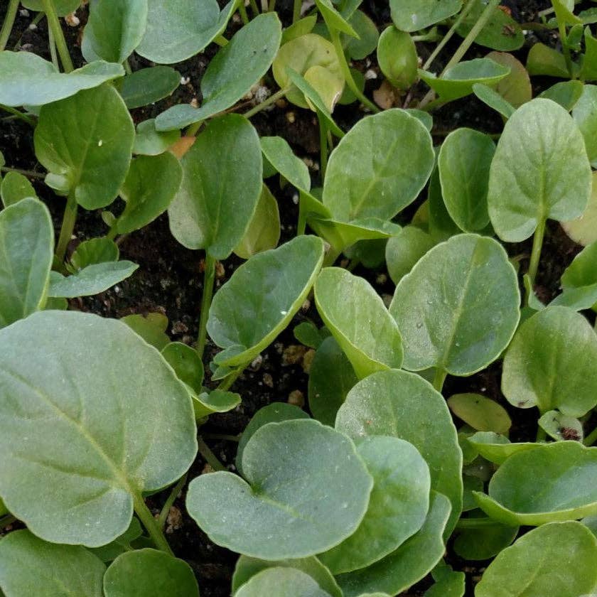 Sow True Seed - Wholesale Plant Seeds - Cress Seeds - Creasy Greens0
