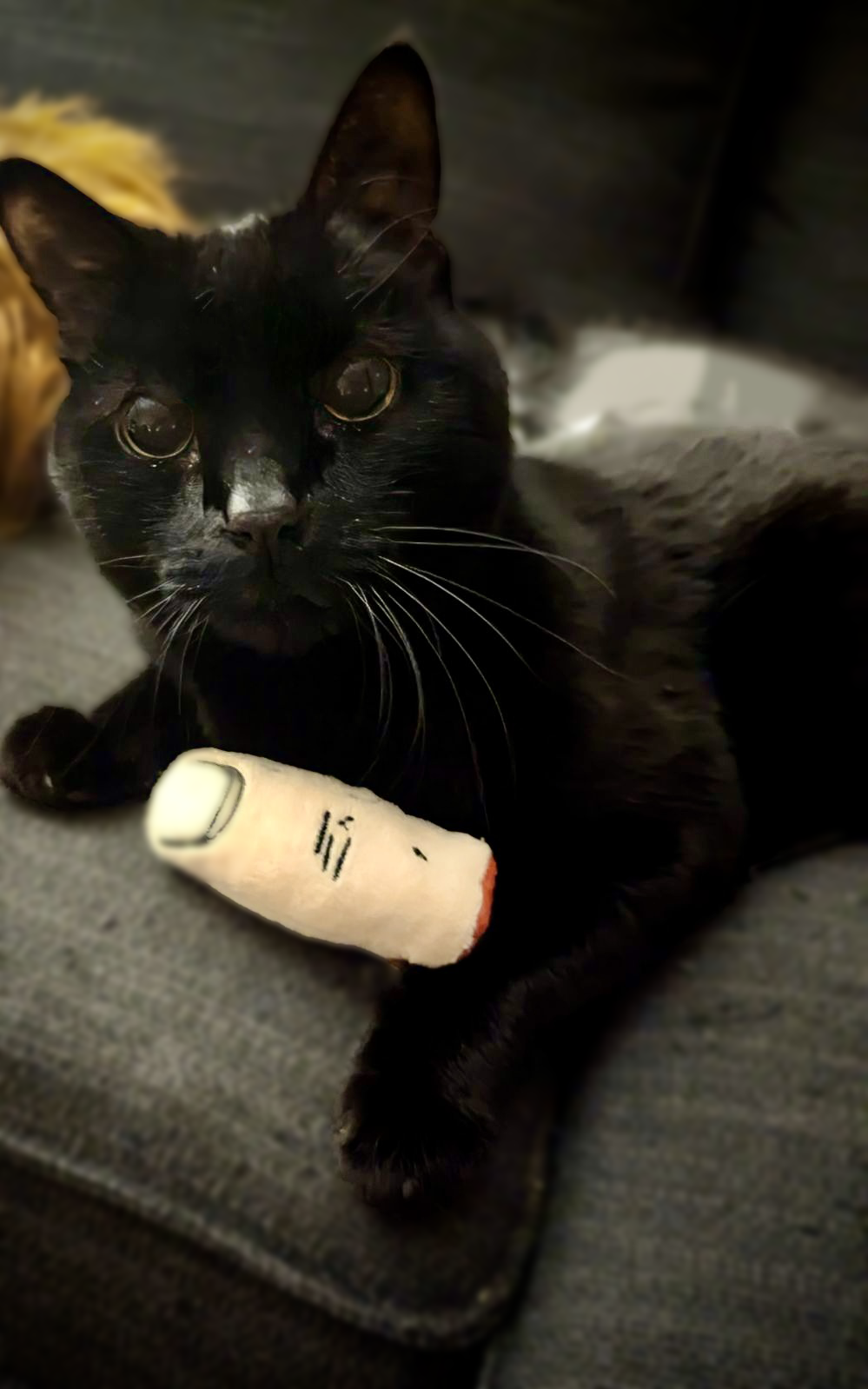 Doris Bizarro – wholesale Pet toy – Cat/dog – Pull my Finger3