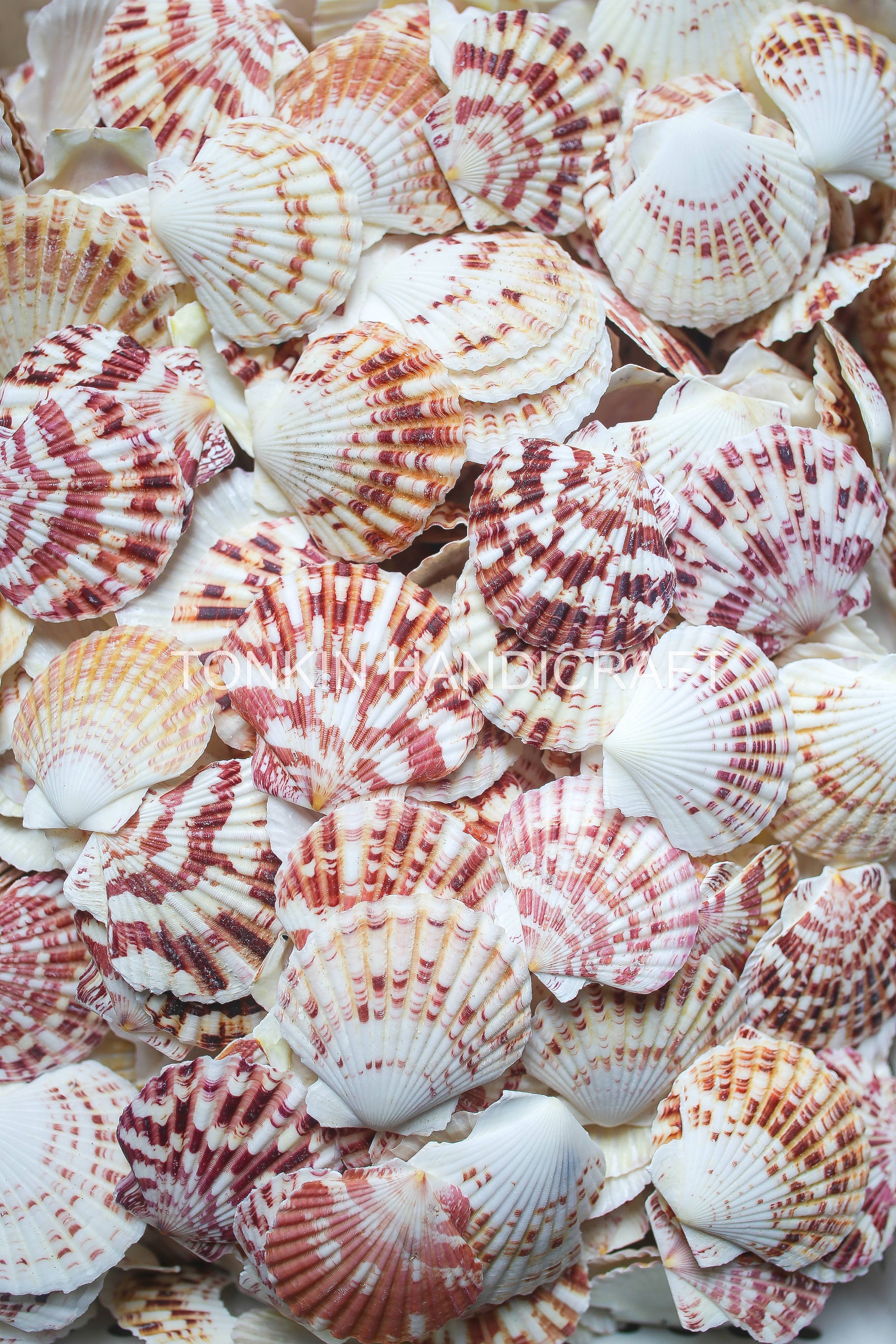 Tonkin Handicraft - Wholesale Decorative Tabletop Object - Natural Scallop Shells6