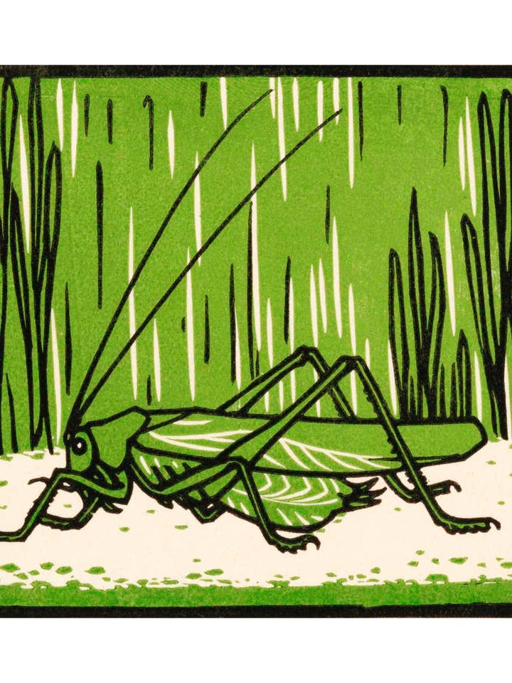 Green Grasshopper for wholesale by Sweet Tree Cards