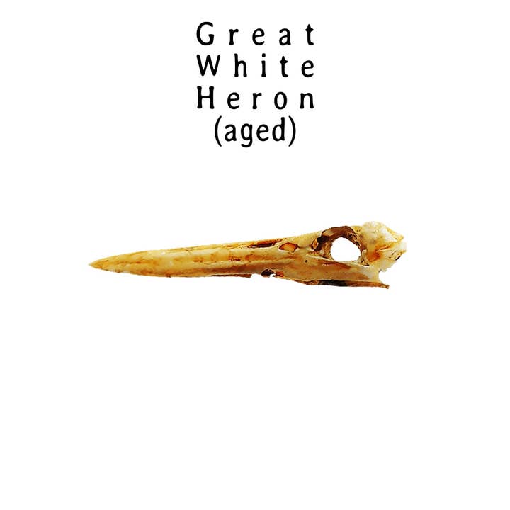 The Scale Grail – wholesale Decorative figurine – Great White Heron Skull Replica 1:12 Scale miniature animal skulls for use in dollhouse, diorama, models, tiny bird cranium (set of 5)