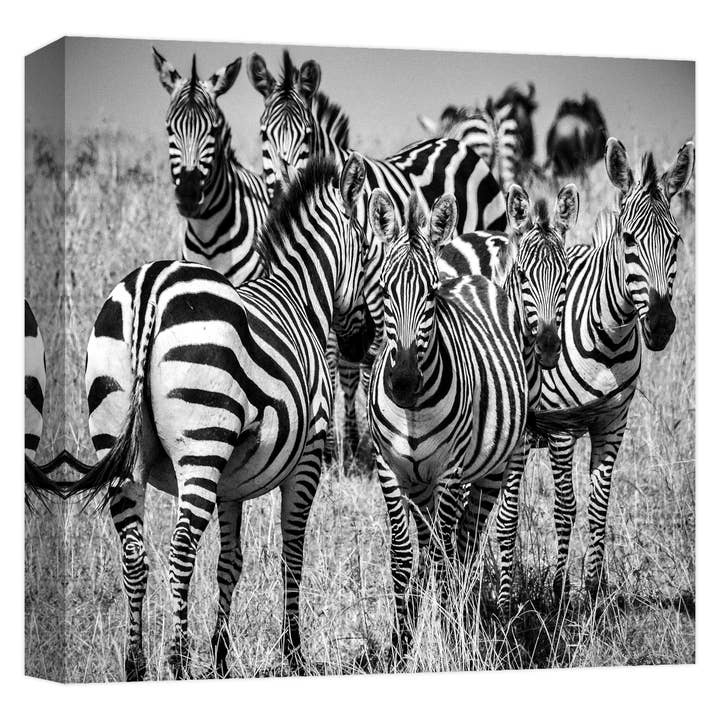 Zebra Stare2 22'' x 22'' Canvas Wall Art for wholesale by PTM Images